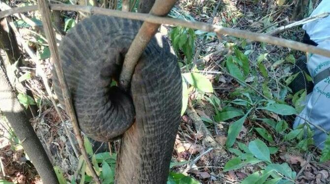 Ein von Wilderern abgetrennter Rüssel eines Elefanten hängt im Dschungel von Myanmar am Ast eines Strauches. Foto: WWF/dpa
