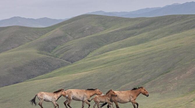 Etwa  400 Przewalski-Pferde gibt es heute wieder im Hustai Nationalpark in der Mongolei. FOTO: INGO ARNDT