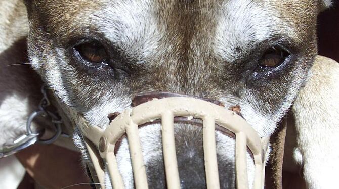 Ein Kampfhund im Tierheim.