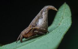 Die Spinne Eriovixia gryffindori. Sie hat ihren Namen von dem Charakter "Sprechender Hut" aus den Harry Potter Romanen. Foto: Su