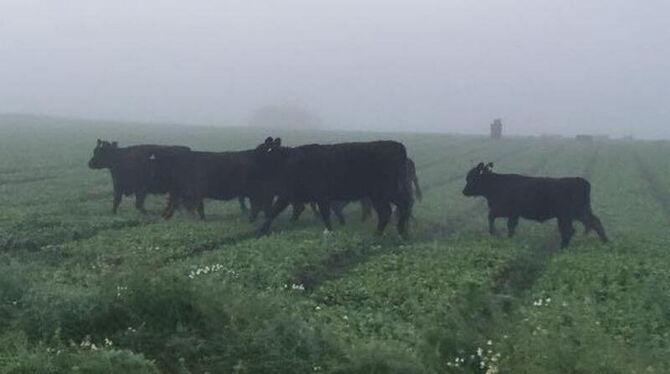 Entlaufene Rinder gehen nahe der Bundesstraße B9 über ein Feld. Foto: Polizei Germersheim
