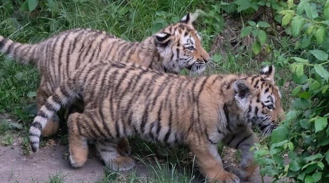 Die Tiger-Zwillinge Lenya (l) und Akina erkunden die Welt. Foto: Sebastian Willnow