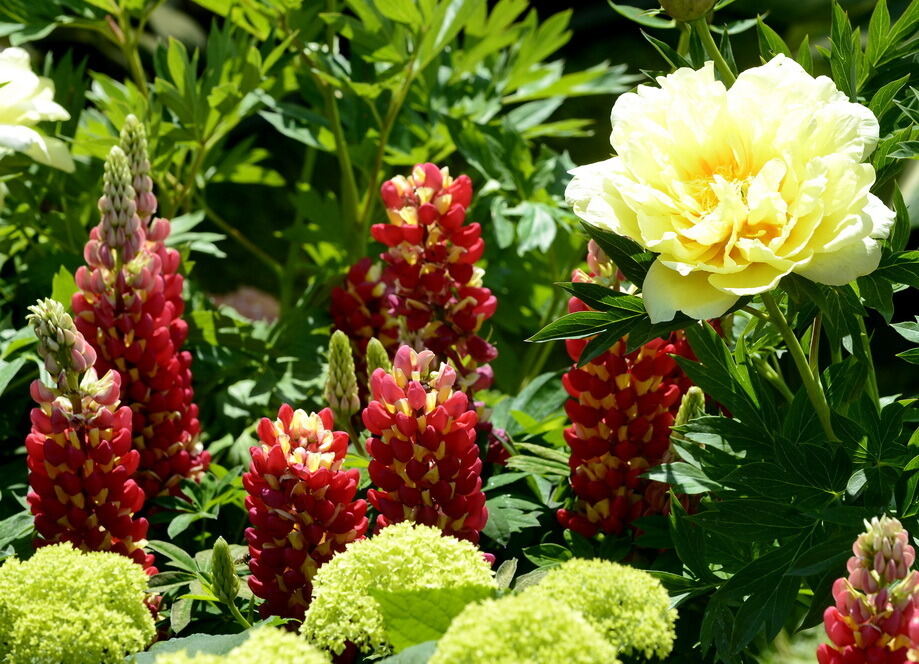 Garden Life Reutlingen 2017