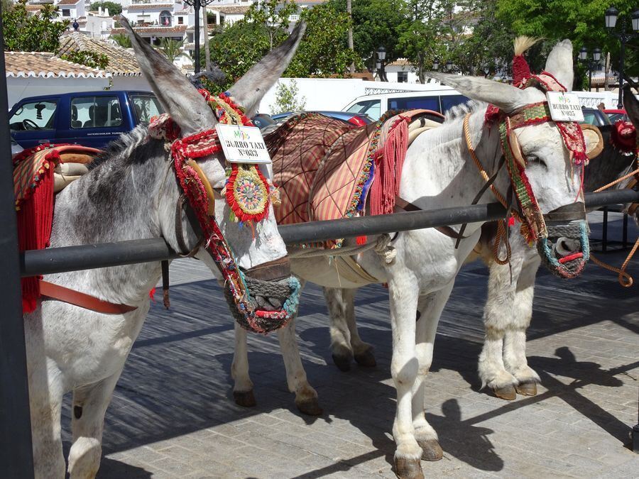 Bilder von der Leserreise nach Andalusien 2017