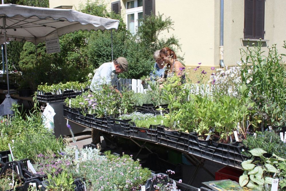 Rosenmarkt in Mössingen 2017