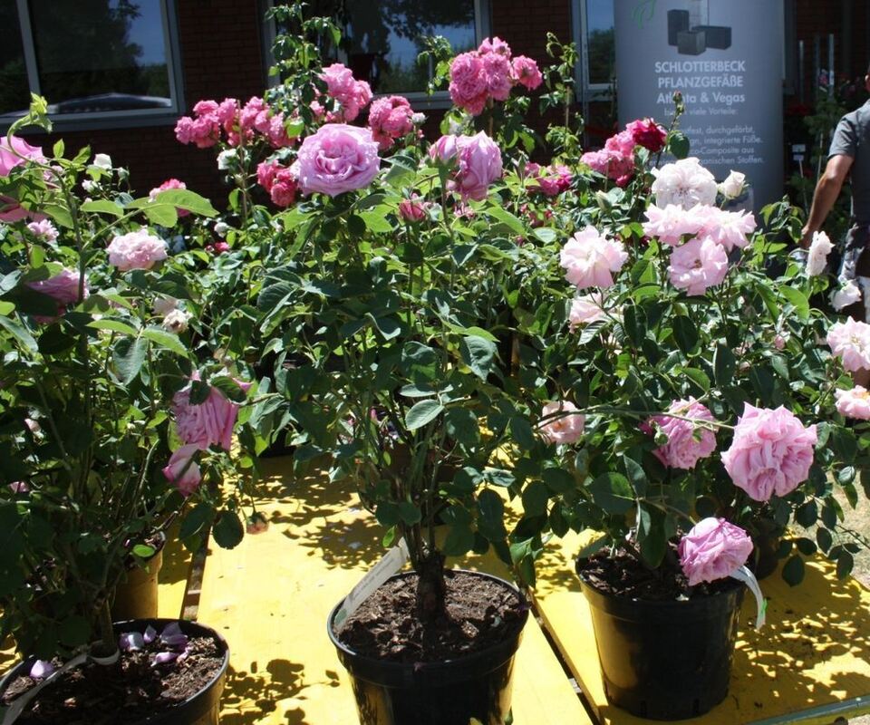 Rosenmarkt in Mössingen 2017