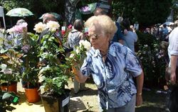 Die Gomaringerin Eva Schönwald riecht beim Mössinger Rosenmarkt an einem Pracht-Exemplar. Foto: Straub