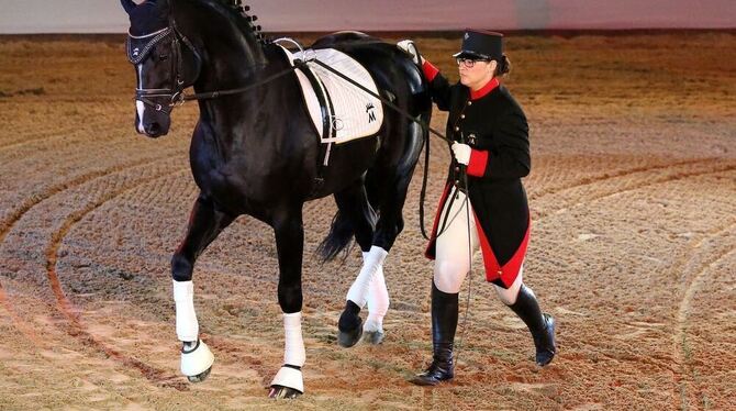 Alexandra Wolf stellt am langen Zügel den schicken Hochfein vor. Alexandra Wolf stellt am langen Zügel den schicken Hochfein vor.