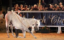 Gekonnte Verneigung: Silvia Wimmer stellt den jungen Vollblutaraber Mamlakee am langen Zügel vor.