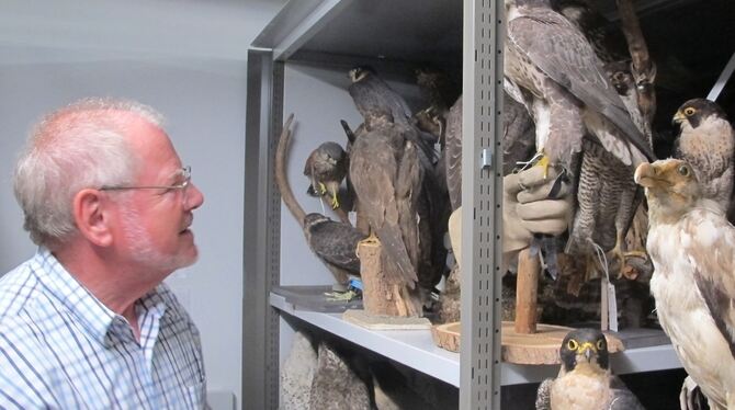 Der ehemalige Direktor des Naturhistorischen Museums in Bern, Marcel Güntert, zeigt Vogelpräparate.