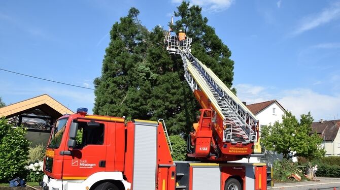 Mithilfe einer Drehleiter gelangten Feuerwehrleute an die Spitze des Baums, um dort lose und somit gefährliche  Teile herauszuho