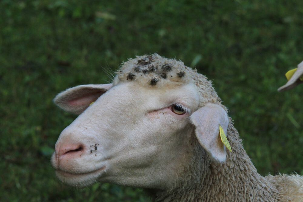 Schäferlauf in Bad Urach 2017
