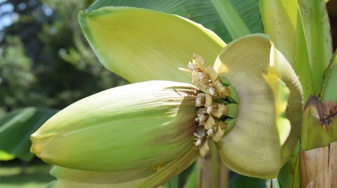 Als kleine grüne Finger entwickeln sich die Bananen aus der Blüte heraus, und das in den gemäßigten Breiten Ofterdingens.