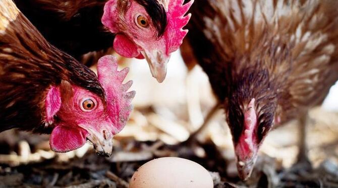 Der Skandal um belastete Eier zieht weitere Kreise. Foto: Victoria Bonn-Meuser