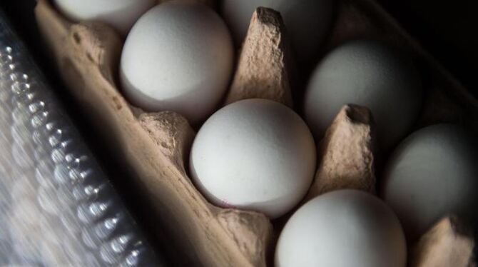 In fast allen deutschen Bundesländern wurde inzwischen Fipronil in Eiern nachgewiesen. Foto: Lino Mirgeler
