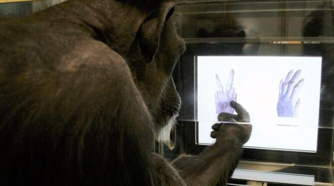 Das Foto zeigt Schimpanse Chloe, der vor einem Monitor »Schere, Stein, Papier« spielt. Die geistigen Fähigkeiten von Schimpan