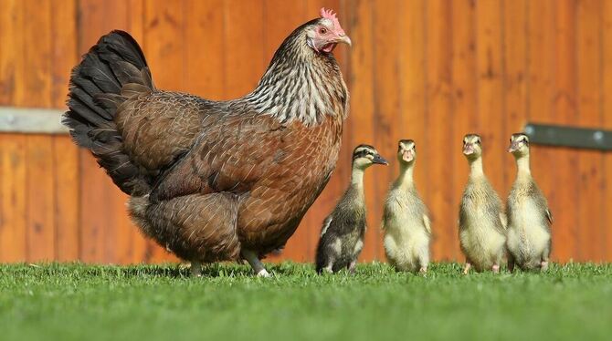 Huhn Emma mit ihren vier Laufenten-Küken.