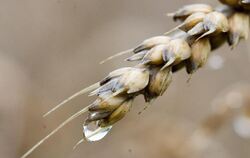 Nach dem Dauerregen in mehreren Regionen ging die Getreideernte schleppend voran. Foto: Swen Pförtner