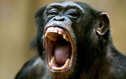 Ein Schimpanse zeigt im Krefelder Zoo seine Zähne. Schimpansen reagieren enttäuscht, wenn sie von ihren menschlichen Partnern ni