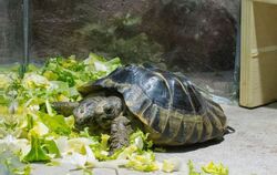 Die zweiköpfige Schildkröte Janus im Naturhistorischen Museum Genf, Schweiz, feiert 20. Geburtstag. Foto: Muséum d'histoire natu