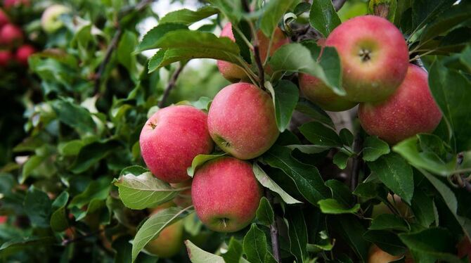 Die Apfelernte am Bodensee sieht in diesem Jahr nicht so gut aus wie erhofft. Foto: Arno Burgi