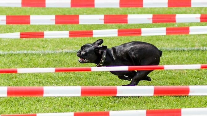 Ein Hund der Rasse Französische Bulldogge rennt beim Mops- und Bulldoggenrennen in Wernau über die Laufstrecke. Foto: Christoph