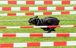 Ein Hund der Rasse Französische Bulldogge rennt beim Mops- und Bulldoggenrennen in Wernau über die Laufstrecke. Foto: Christoph 