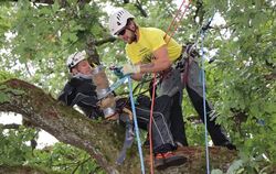 Personenrettung vom Baum war eine der fünf Disziplinen bei der  Baumklettermeisterschaft in Marbach. FOTO: BLOCHING