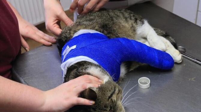 Eine Katze wird in einer Tierarztpraxis behandelt. Foto: Jens Wolf