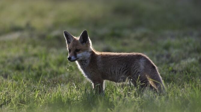 Ein Fuchs