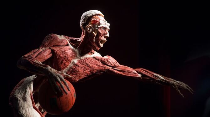 Ein Ganzkörperplastinat, das einen Basketballspieler darstellen soll, steht in einer neuen Dauerausstellung im Alten Hallenbad i