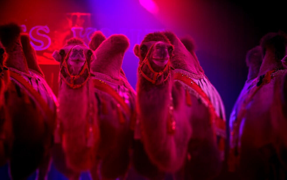 Zirkus Charles Knie Reutlingen September 2017