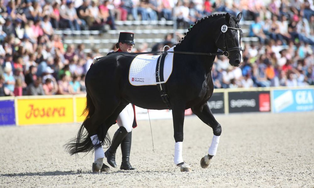 Marbach Hengstparade September 2017