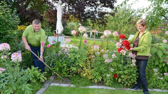 Gisela und Peter Kühnel in ihrem Element. Die beiden passionierten Kleingärtner feiern am Samstag mit ihren Kleingärtner-Vereins Gisela und Peter Kühnel in ihrem Element. Die beiden passionierten Kleingärtner feiern am Samstag mit ihren Kleingärtner-Vereins