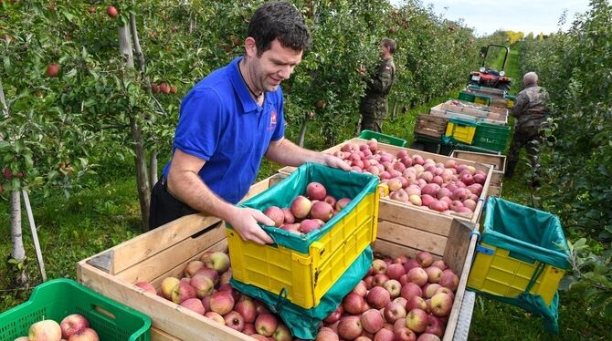 Obstbauer Andreas Raither befüllt in seiner Obstplantage in Kippenhausen eine Obstkiste mit Äpfeln der Sorte Kiku.