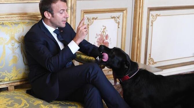 Der französische Präsident Emmanuel Macron im August im Elysee-Palast mit seinem Hund Nemo. Foto: Alain Jocard