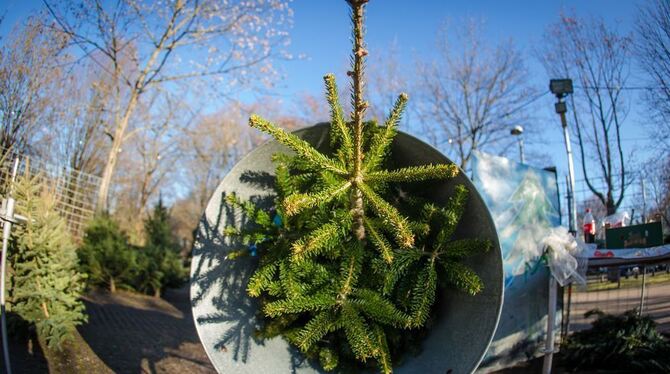 Ein Weihnachtsbaum liegt auf dem Gelände einer Verkaufsstelle für Christbäume in Stuttgart in einer Netztrommel. Foto: Christoph