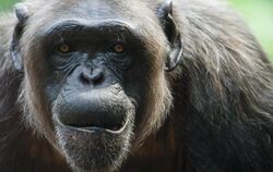 Ein Schimpanse wartet im Tierpark Hellabrunn in München auf die Fütterung. Foto: Florian Eckl/Illustration