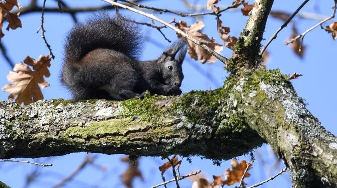 Die Sonne dürfte heute auch die Eichhörnchen rauslocken.