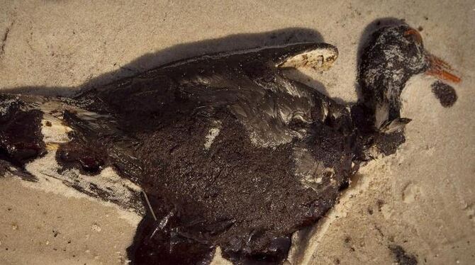 Die »Deepwater Horizon«-Ölpest kostete Hunderttausende Seevögel das Leben. Foto: Bevil Knapp