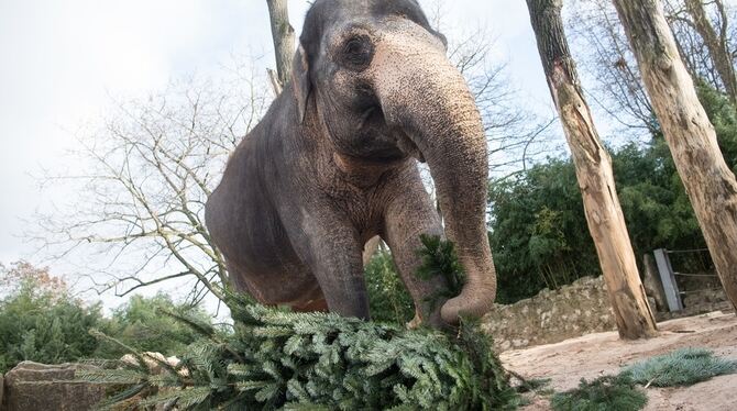 Guten Appetit: Die Elefantendame Pama reißt in der Wilhelma in Stuttgart einen Ast von einem Tannenbaum.