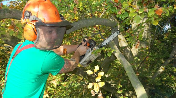 Stihl Motorsäge Baumpfleger