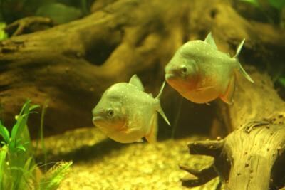 ostsee_ferienpark_weissenhaeuser_strand_3 (jpg)