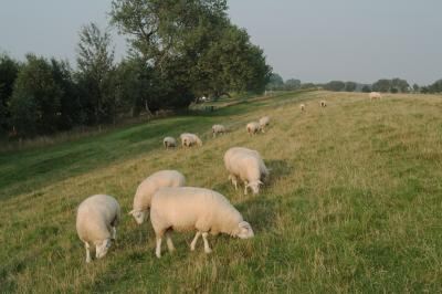 ostsee_ferienpark_weissenhaeuser_strand_11 (jpg)