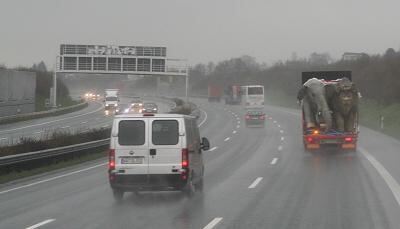 erben_der_dinos_transport_35 (jpg)