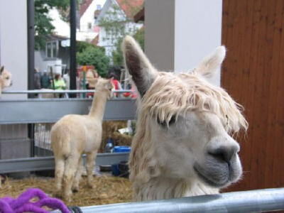 biosphaerenmarkt_muensingen_2008_11 (jpg)