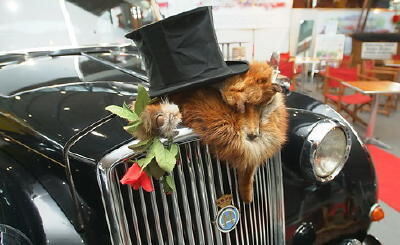 retro_classics_stuttgart_2008_9 (jpg)