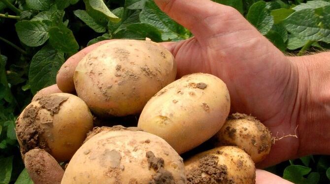 Eine Handvoll Kartoffeln der Sorte »Amflora«, gentechnisch behandelt. FOTO: DPA