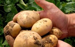 Eine Handvoll Kartoffeln der Sorte »Amflora«, gentechnisch behandelt. FOTO: DPA