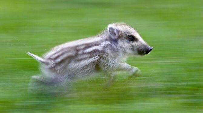So was ist Zielscheibe für Jäger: Kleine Wildschweine, bis zwölf Monate als Frischlinge bezeichnet, bis 24 Monate als Überläufer